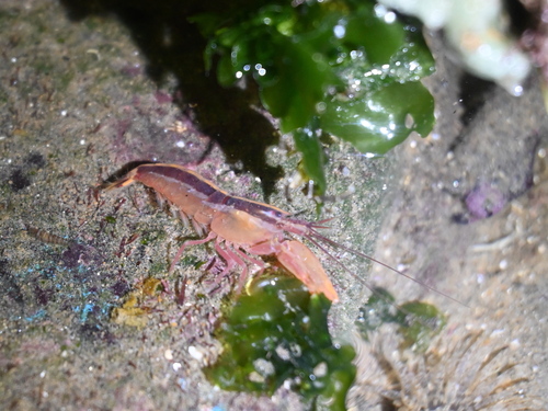 Alpheus splendidus observed 2025-04-28