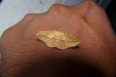 Striglina
