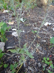 Sisymbrium officinale