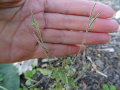 Sisymbrium officinale