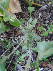 Sisymbrium officinale