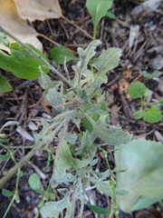Sisymbrium officinale