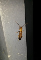 Nacerdes carniolica