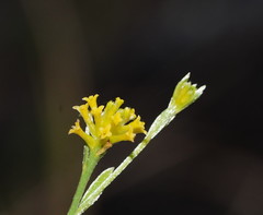 Pimelea confertiflora
