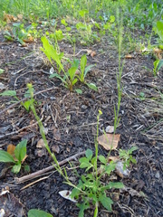 Sisymbrium officinale