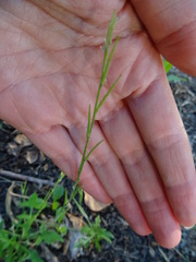 Sisymbrium officinale