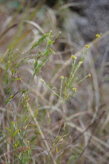 Pimelea confertiflora