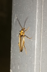 Nacerdes carniolica