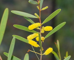Acacia whitei