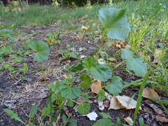 Malva pusilla