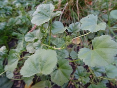 Malva pusilla