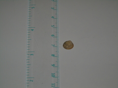 Acanthocardia echinata