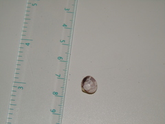 Acanthocardia echinata