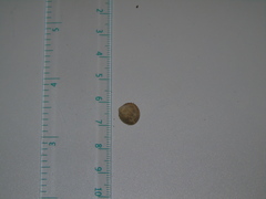 Acanthocardia echinata