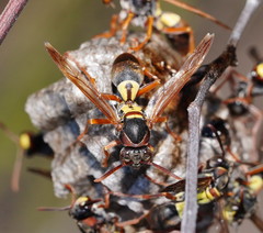 Polistes variabilis