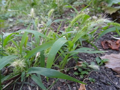 Setaria viridis