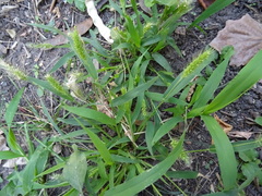 Setaria viridis