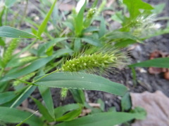 Setaria viridis