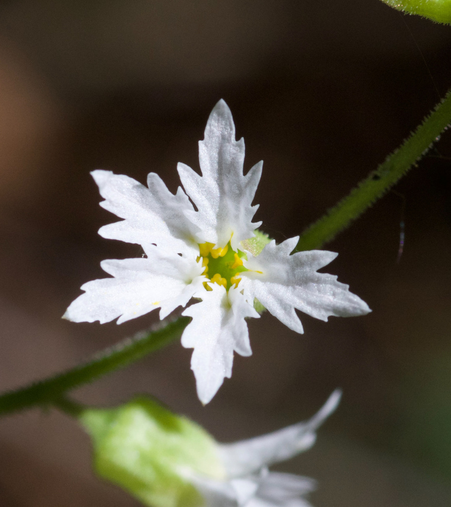 Siskiyou Mountain Woodland Star