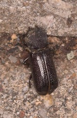 Apatides fortis