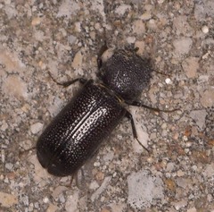 Apatides fortis