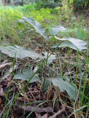 Quercus robur
