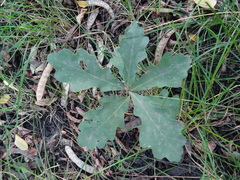 Quercus robur