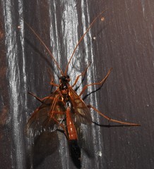 Opheltes glaucopterus barberi