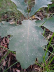 Quercus robur