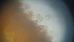 Cortinarius harrisonii