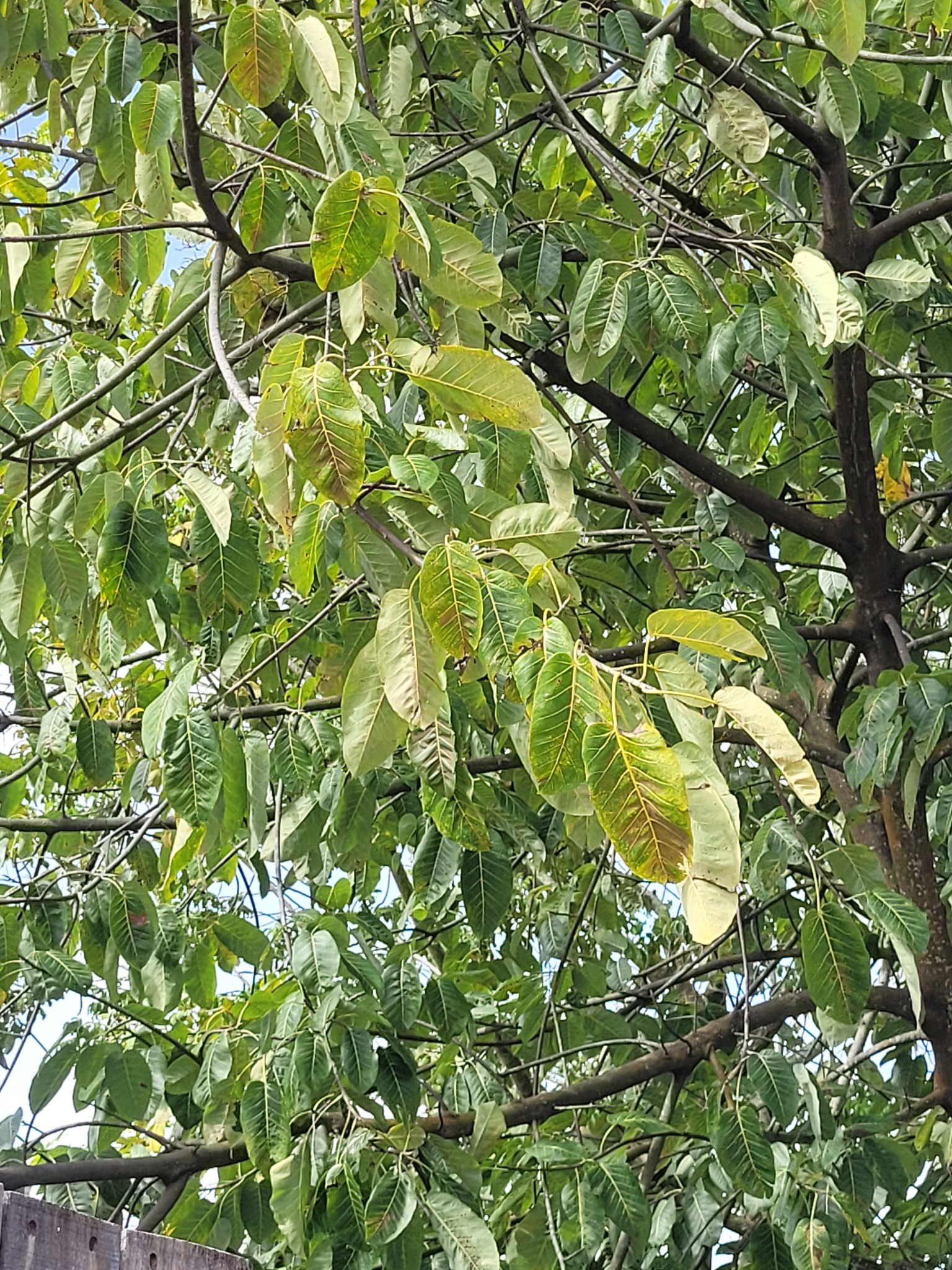 Imagem de Gameleira-branca