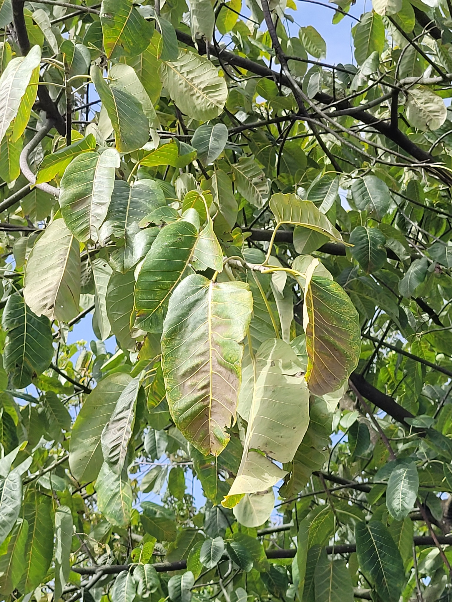 Imagem de Gameleira-branca