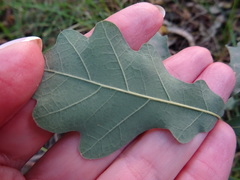 Quercus robur