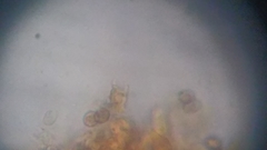 Cortinarius harrisonii