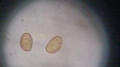 Cortinarius harrisonii