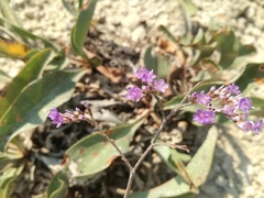 Limonium narbonense