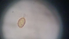 Cortinarius harrisonii