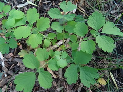 Chelidonium majus