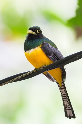 Choco Black-throated Trogon