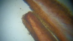 Cortinarius harrisonii