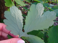 Chelidonium majus