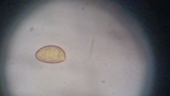 Cortinarius harrisonii