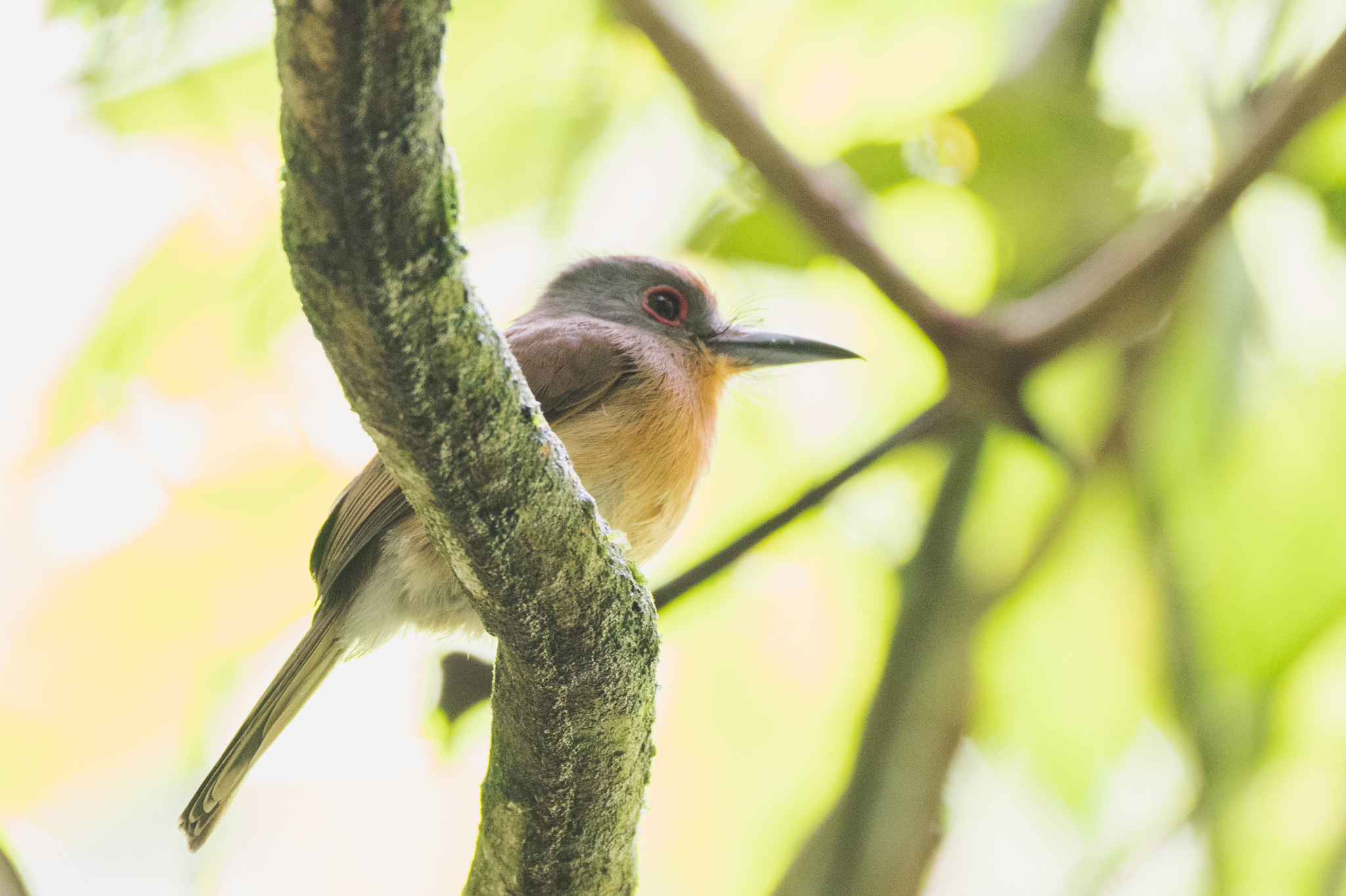 Grey-cheeked Nunlet (Nonnula frontalis), photo 6