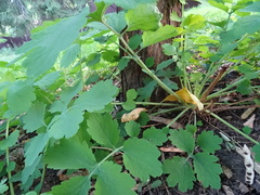Chelidonium majus