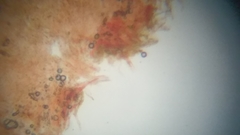 Cortinarius harrisonii