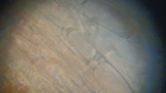 Cortinarius harrisonii