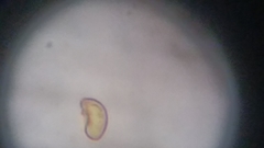 Cortinarius harrisonii