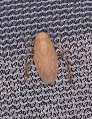 Negosiana dualis