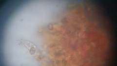 Cortinarius harrisonii