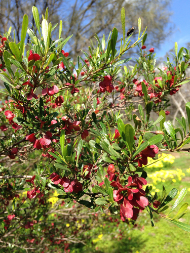 Dodonaea viscosa